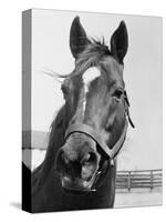 Man O' War Relaxing on His Farm-Bettmann-Stretched Canvas