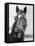 Man O' War Relaxing on His Farm-Bettmann-Framed Stretched Canvas