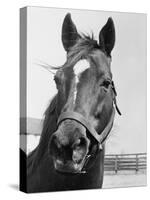 Man O' War Relaxing on His Farm-Bettmann-Stretched Canvas