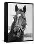 Man O' War Relaxing on His Farm-Bettmann-Framed Stretched Canvas