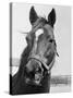 Man O' War Relaxing on His Farm-Bettmann-Stretched Canvas