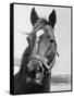 Man O' War Relaxing on His Farm-Bettmann-Framed Stretched Canvas