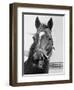 Man O' War Relaxing on His Farm-Bettmann-Framed Premium Photographic Print