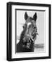 Man O' War Relaxing on His Farm-Bettmann-Framed Premium Photographic Print