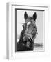 Man O' War Relaxing on His Farm-Bettmann-Framed Premium Photographic Print