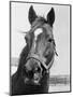 Man O' War Relaxing on His Farm-Bettmann-Mounted Premium Photographic Print