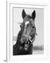 Man O' War Relaxing on His Farm-Bettmann-Framed Photographic Print