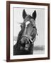 Man O' War Relaxing on His Farm-Bettmann-Framed Photographic Print