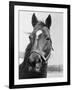 Man O' War Relaxing on His Farm-Bettmann-Framed Photographic Print