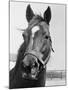 Man O' War Relaxing on His Farm-Bettmann-Mounted Photographic Print