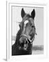 Man O' War Relaxing on His Farm-Bettmann-Framed Photographic Print