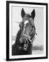 Man O' War Relaxing on His Farm-Bettmann-Framed Photographic Print