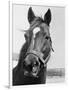 Man O' War Relaxing on His Farm-Bettmann-Framed Photographic Print