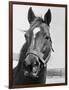 Man O' War Relaxing on His Farm-Bettmann-Framed Photographic Print