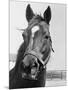 Man O' War Relaxing on His Farm-Bettmann-Mounted Photographic Print