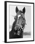 Man O' War Relaxing on His Farm-Bettmann-Framed Photographic Print