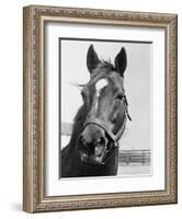 Man O' War Relaxing on His Farm-Bettmann-Framed Photographic Print