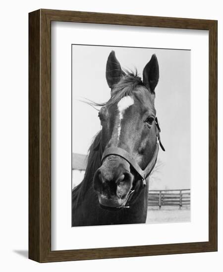 Man O' War Relaxing on His Farm-Bettmann-Framed Photographic Print