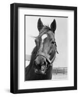 Man O' War Relaxing on His Farm-Bettmann-Framed Photographic Print