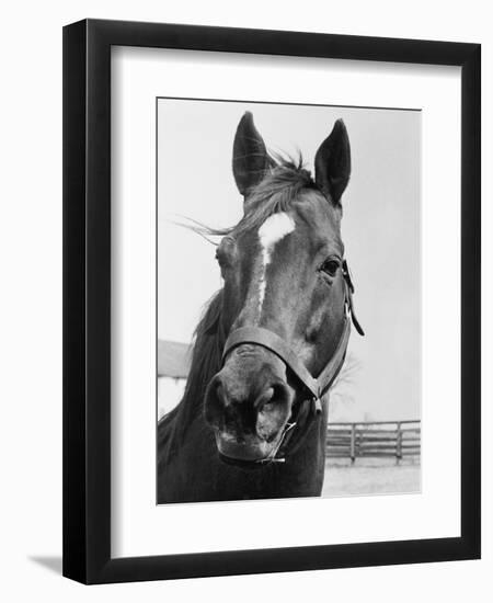 Man O' War Relaxing on His Farm-Bettmann-Framed Photographic Print