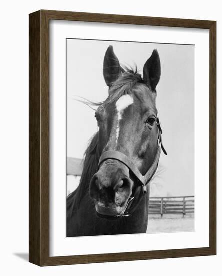 Man O' War Relaxing on His Farm-Bettmann-Framed Photographic Print