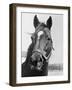 Man O' War Relaxing on His Farm-Bettmann-Framed Photographic Print