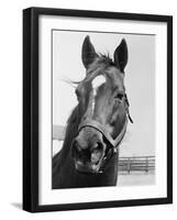 Man O' War Relaxing on His Farm-Bettmann-Framed Photographic Print