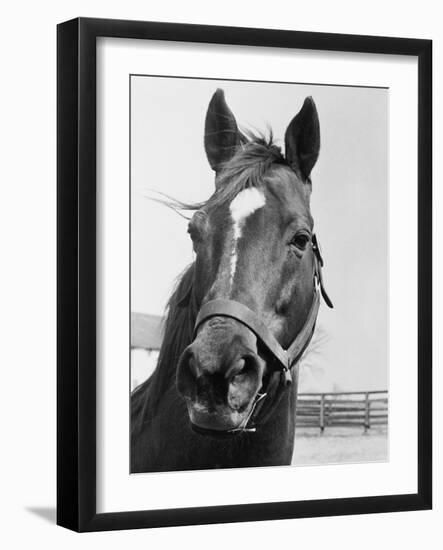 Man O' War Relaxing on His Farm-Bettmann-Framed Photographic Print