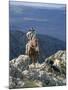 Man on Horse with Dogs, 'The Man from Snowy River', Victoria, Australia-Claire Leimbach-Mounted Photographic Print