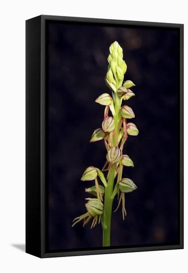 Man Orchid (Aceras Anthropophorum), Provence, Southern France, France, Europe. Photography-null-Framed Stretched Canvas