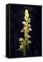 Man Orchid (Aceras Anthropophorum), Provence, Southern France, France, Europe. Photography-null-Framed Stretched Canvas