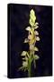 Man Orchid (Aceras Anthropophorum), Provence, Southern France, France, Europe. Photography-null-Stretched Canvas