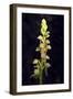 Man Orchid (Aceras Anthropophorum), Provence, Southern France, France, Europe. Photography-null-Framed Giclee Print