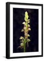 Man Orchid (Aceras Anthropophorum), Provence, Southern France, France, Europe. Photography-null-Framed Giclee Print