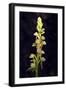 Man Orchid (Aceras Anthropophorum), Provence, Southern France, France, Europe. Photography-null-Framed Giclee Print