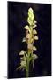 Man Orchid (Aceras Anthropophorum), Provence, Southern France, France, Europe. Photography-null-Mounted Giclee Print
