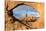 Man overlooking Turret Arch from North Window. Arches National Park, Moab, Grand County, Utah, USA.-ClickAlps-Stretched Canvas