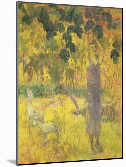 Man Picking Fruit from a Tree, 1897-Paul Gauguin-Mounted Giclee Print