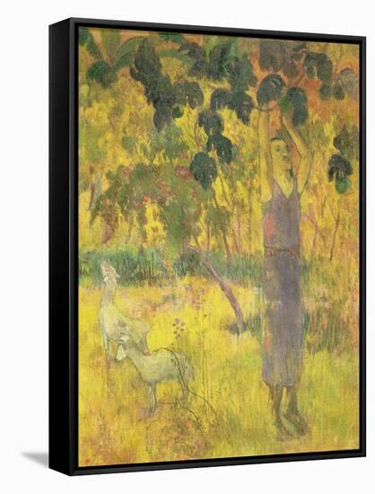 Man Picking Fruit from a Tree, 1897-Paul Gauguin-Framed Stretched Canvas