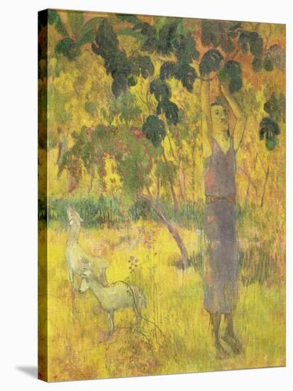 Man Picking Fruit from a Tree, 1897-Paul Gauguin-Stretched Canvas