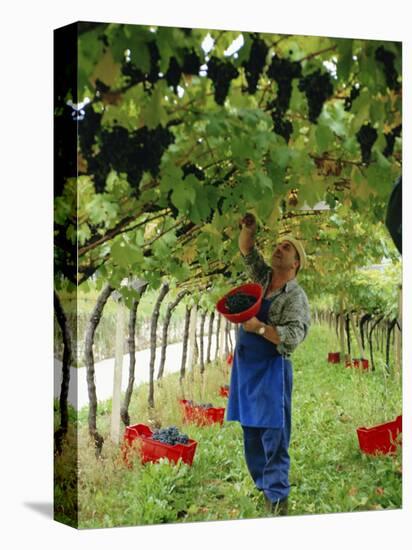 Man Picking Kabinett Grapes at Traminer Below Bolzano, Alto Adige, Italy-Michael Newton-Stretched Canvas