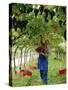 Man Picking Kabinett Grapes at Traminer Below Bolzano, Alto Adige, Italy-Michael Newton-Stretched Canvas