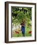 Man Picking Kabinett Grapes at Traminer Below Bolzano, Alto Adige, Italy-Michael Newton-Framed Photographic Print