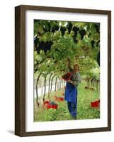 Man Picking Kabinett Grapes at Traminer Below Bolzano, Alto Adige, Italy-Michael Newton-Framed Photographic Print