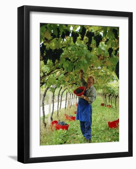 Man Picking Kabinett Grapes at Traminer Below Bolzano, Alto Adige, Italy-Michael Newton-Framed Photographic Print