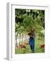 Man Picking Kabinett Grapes at Traminer Below Bolzano, Alto Adige, Italy-Michael Newton-Framed Photographic Print