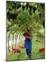 Man Picking Kabinett Grapes at Traminer Below Bolzano, Alto Adige, Italy-Michael Newton-Mounted Photographic Print