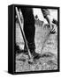 Man Planting Pine Tree Seedlings-Hansel Mieth-Framed Stretched Canvas