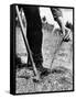 Man Planting Pine Tree Seedlings-Hansel Mieth-Framed Stretched Canvas