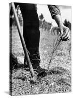 Man Planting Pine Tree Seedlings-Hansel Mieth-Stretched Canvas